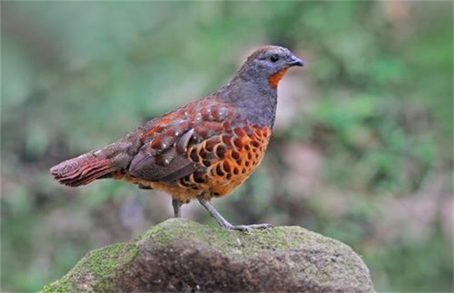 Breeding technology of bamboo pheasant