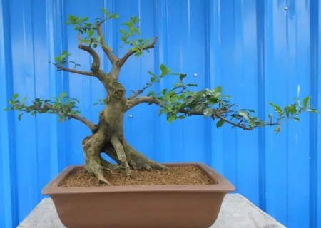 How to shape the bonsai with golden marbles