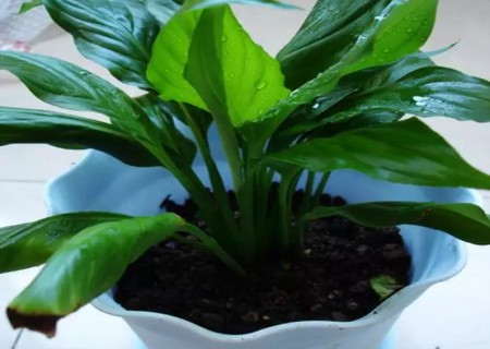 How to split Anthurium andraeanum in potted plants