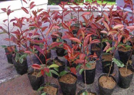 Cutting technique of Photinia rugosa