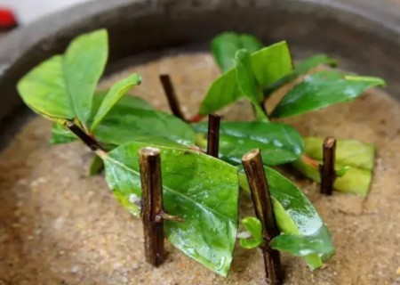 Rapid rooting method of green pineapple cuttings