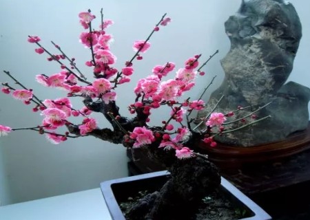 How to shape the bonsai of plum blossoms