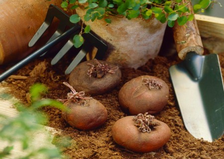 Split pot and plant: cyclamen split tuber propagation map