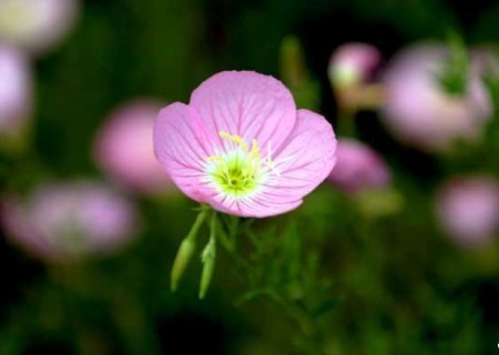 How to propagate Evening Primrose by Cuttage