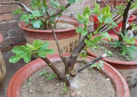 The method of fig cuttage propagation-hardwood cuttage