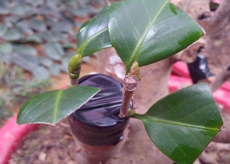 Grafting technique of potted tea plum