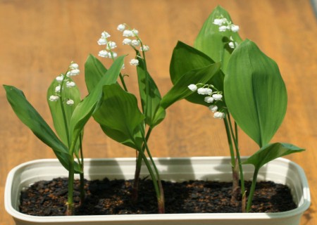 How to propagate the lily of the valley