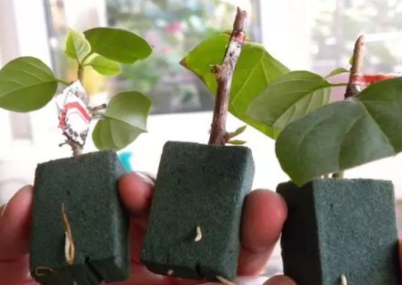 The method of cutting triangular Plum with Flower paste