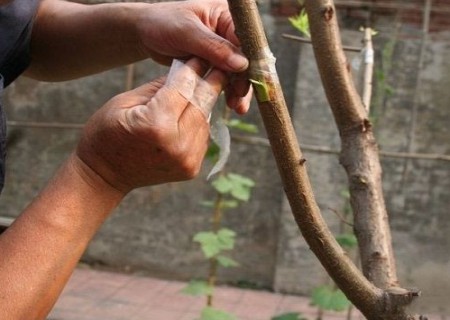 Diagram of branch grafting method of bonsai