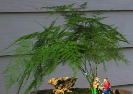 How to trim bonsai asparagus