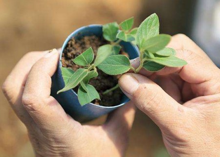 How to cut Flos Lonicerae-Cuttage Propagation technique of Flos Lonicerae