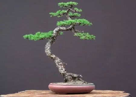 Illustration of the modeling process of literati tree bonsai