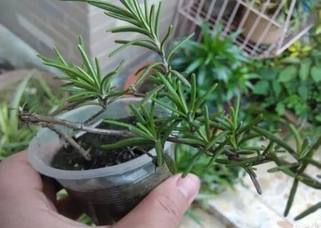 Rosemary cutting technique: diagram of how Rosemary cuttings