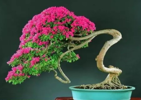 Modeling technology of triangular plum / leaf flower bonsai