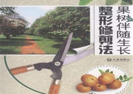 Principles of standard shaping and pruning of bonsai for fruit trees