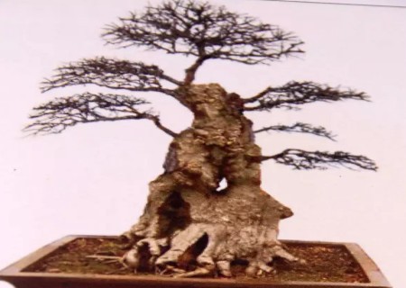 Illustration of the method of storing branches in bonsai