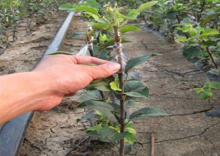 Management methods of grafted seedlings of Pear trees