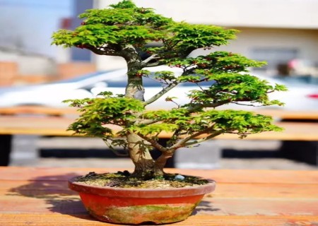 How to trim the stereotyped bonsai