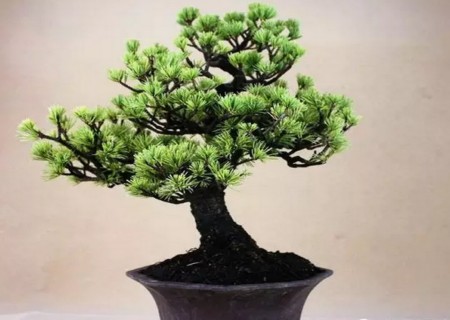 Watering skills of five-needle pine bonsai