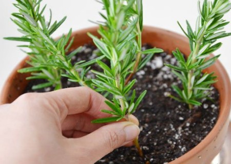 Cutting Propagation technique of Rosemary-Diagram of Branch cutting method