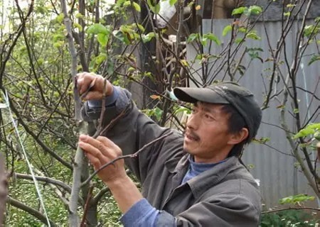 High yield methods of pear trees after grafting