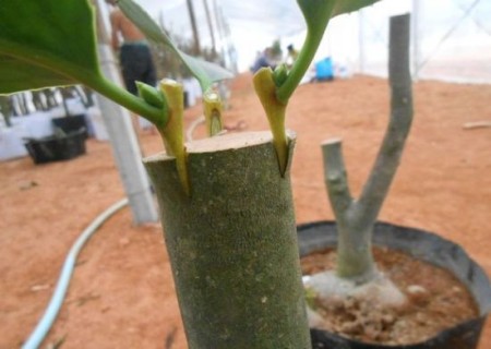 Illustration of grafting technique of bonsai skin insertion