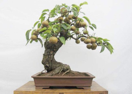 Pruning principle of bonsai of fruit trees