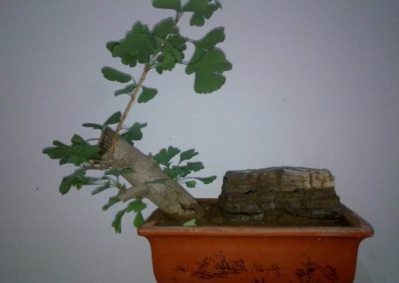 Grafting technique of Ginkgo biloba potted plant