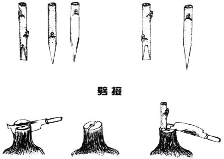 Split grafting technique of Pear Tree