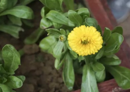 Sowing method of Calendula