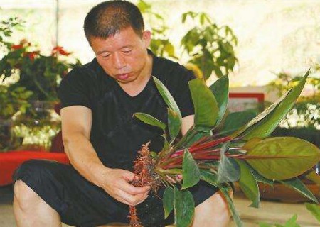 The method of root-splitting propagation of Guanyin in dripping water