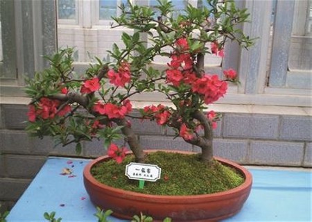 Pruning method of crabapple bonsai