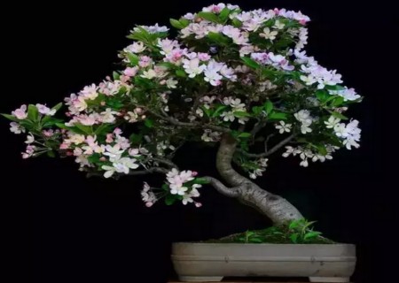 How to trim the crabapple bonsai