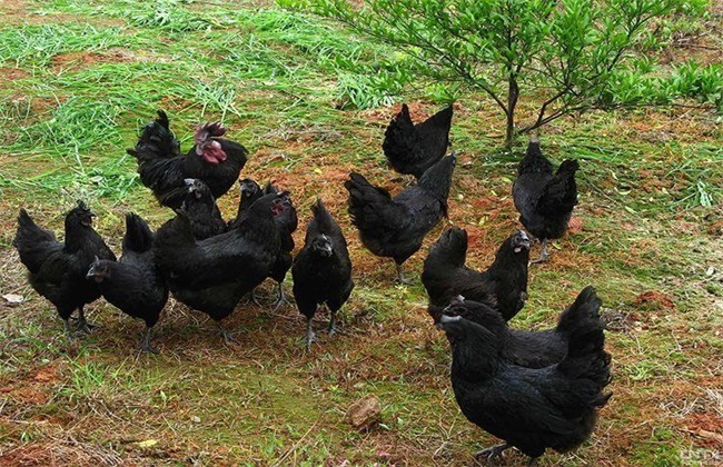 How to improve the laying rate of black chicken