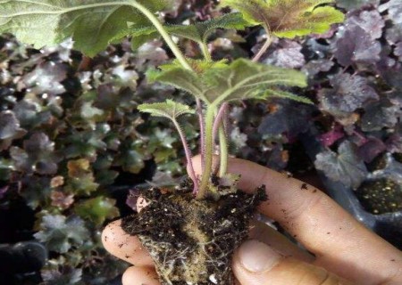 How to reproduce alum root-alum root leaf insert propagation method