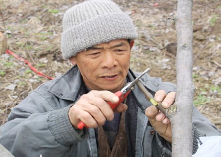 Grafting methods of Pear trees