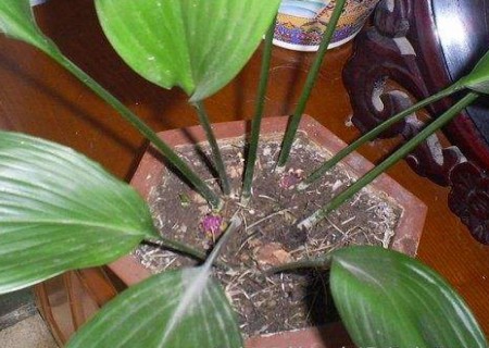 How does one-leaf orchid reproduce? Propagation method of one-leaf orchid