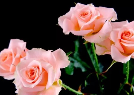 Detailed explanation of the method of water insertion and propagation of Chinese rose