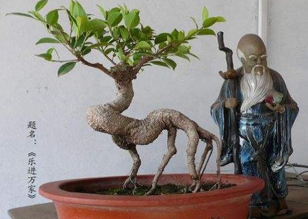 Pruning method of bonsai dew root