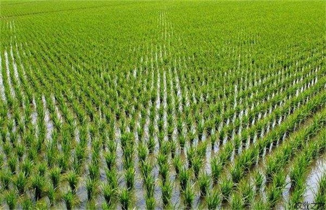 How to manage and control diseases and insect pests in rice