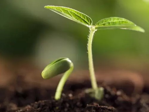 Preparation of flower seeds before sowing