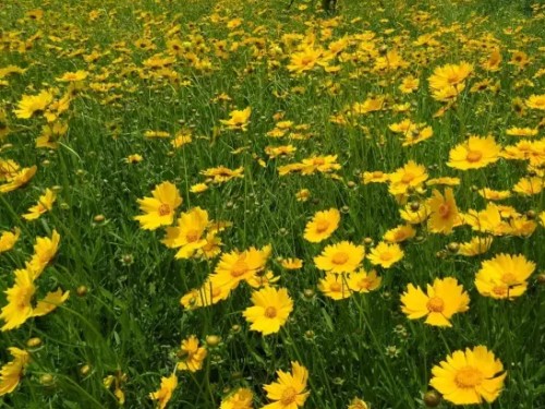 Sowing method of Chrysanthemum morifolium