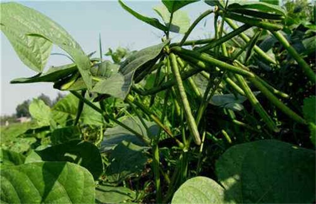 Direct seeding technology of mung bean in summer