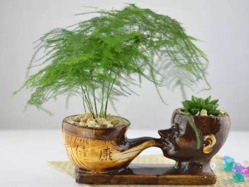 How to shape asparagus-the modeling method of asparagus bonsai