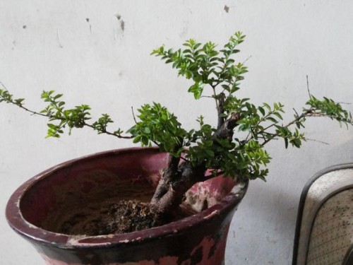 Modeling method of lobular privet bonsai