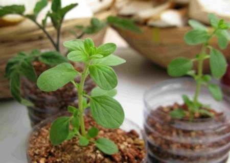 Sowing method of potted fruits and cucumbers on balcony