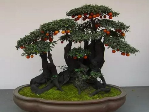 Modeling Technology of Fruit Tree Bonsai