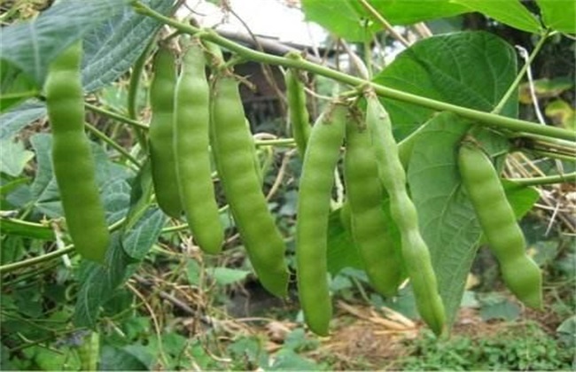 Pruning methods of cool potato vines