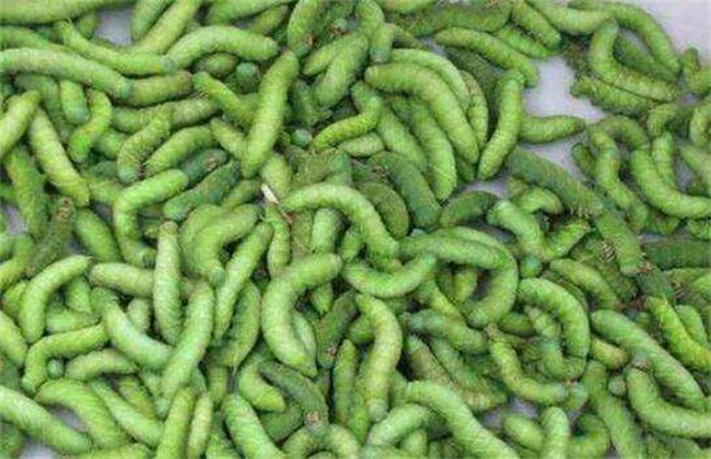 Culture technology of bean worm