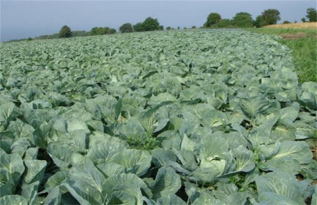 Control methods of diseases and insect pests in cabbage